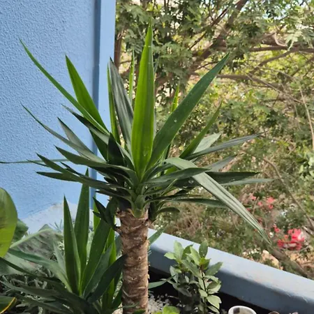 Апартаменты Relax Flat Palm View